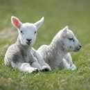 동주 농장 이미지