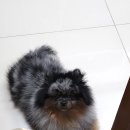 멍이날개 이미지