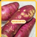 도사리 여주 꿀 농장 | 여주 밤고구마 베니하루카 꿀고구마 에어프라이어