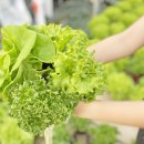 스마트팜 이미지