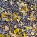 점곡초등학교 이미지