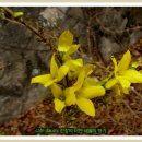 민간요법 - 개나리꽃나무(ForsythiakoreanaNakai) 효능 ’ 영춘화 개나리꽃 차이점, 이미지