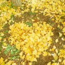 도리마을 숲 이미지