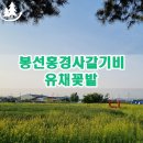 한양파크장여관 | 천안 유채꽃 밭이 활짝! 봉선홍경사갈기비