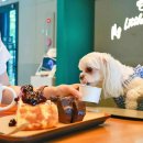 까페치노 이미지