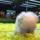 멍멍이냥 강아지분양 이미지