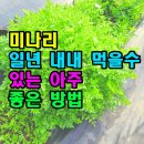 미나리 티스토리