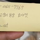 강남고양이분양 호야캣 이미지
