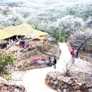 매화랜드 앞 이미지