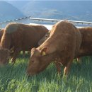 수도한우 이미지