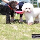 쁘띠몽 네이버블로그