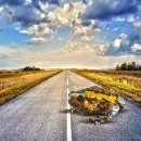 금두꺼비 이미지