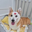 거창하개 이미지