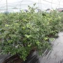 춘수농장 이미지