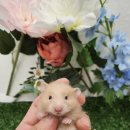 패러그린샵 명지점 이미지