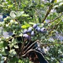 야곱2농장 이미지