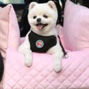 원더플독 이미지