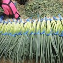 대성소프트 이미지