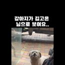 강아지가 김고은님으로 보여요 이미지