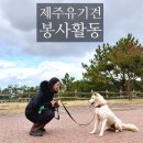 미리내 | 제주 유기견 봉사활동 후기｜미리내 보호소 산책 봉사 직접 했지!