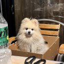 아라누리펜션 | 경북울진애견펜션 동해안 애견펜션 애견수영장펜션 후기 [아라누리 펜션]