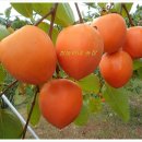 쌍둥이네농장 이미지