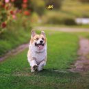 도그앤캣동물병원 이미지