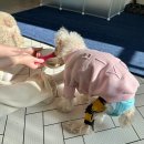 대구보조기 | 노견 강아지 십자인대 파열 맞춤 보조기 [워크앤런] 으로 결정했어요