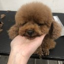 초원애견샵 이미지