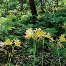 내포문화숲길, '상사화 걷기' 참가자 모집 이미지