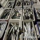 금갈치은고등어 이미지