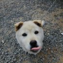 산채로 - 양구군 | 산채로