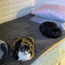 미림여관 이미지