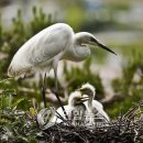 노루메기 이미지