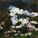 미사 호수공원 이미지