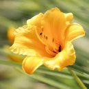 프리지아 이미지