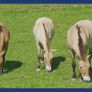 영난농장 이미지