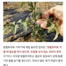 방울 토마토 키우기 정보 공유~~ 이미지