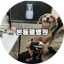 동물병원루니 | [광주본동물병원]갑상선기능저하증,간수치상승,담낭확장 치료 후기_1(금액공개)