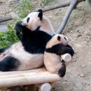 판다스노우