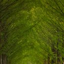 순창 메타세콰이어길 이미지