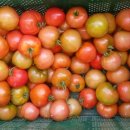 다솜이네 이미지