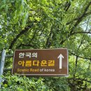 여름의 숲 이미지