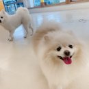 털로덮인친구들 동탄호수공원점 이미지