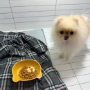 범어애견 이미지