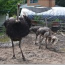 삼봉농장 이미지