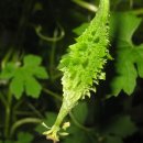 하리네집 이미지