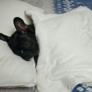 프불하우스 이미지