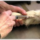 나은 강아지나라 이미지