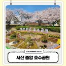 호수환경(주) | 서산 벚꽃 명소 중앙호수공원 실시간 개화 상황 이번 주 만개인듯